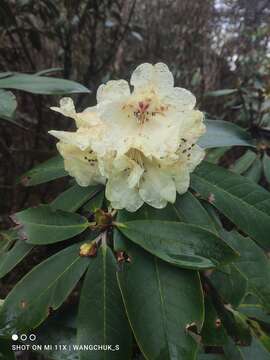 Image of Rhododendron wightii Hook. fil.