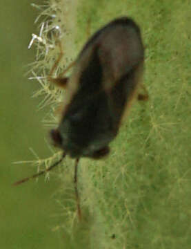 Image of <i>Geocoris uliginosus</i>