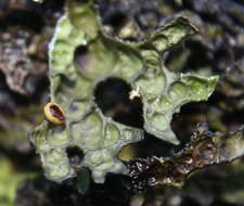 Image of Pseudocyphellaria billardierei (Delise) Räsänen