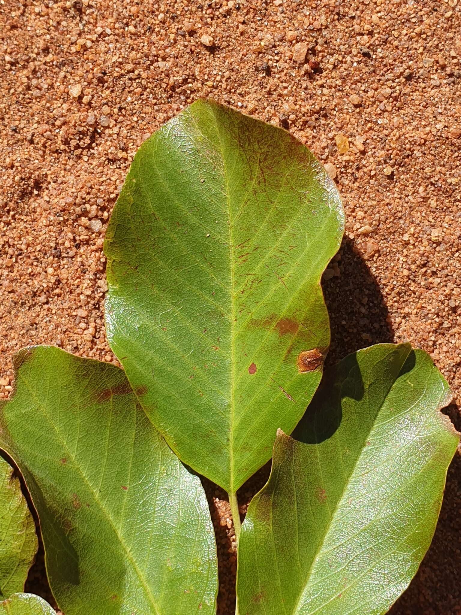 صورة Pterocarpus rotundifolius (Sond.) Druce