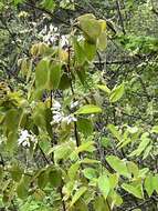 Image of Amelanchier amabilis Wiegand