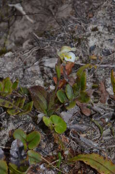 Image of Aporostylis bifolia (Hook. fil.) Rupp & Hatch