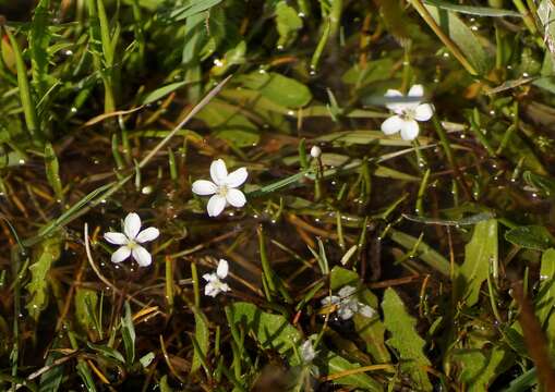 Montia australasica (Hook. fil.) Pax & K. Hoffm. resmi