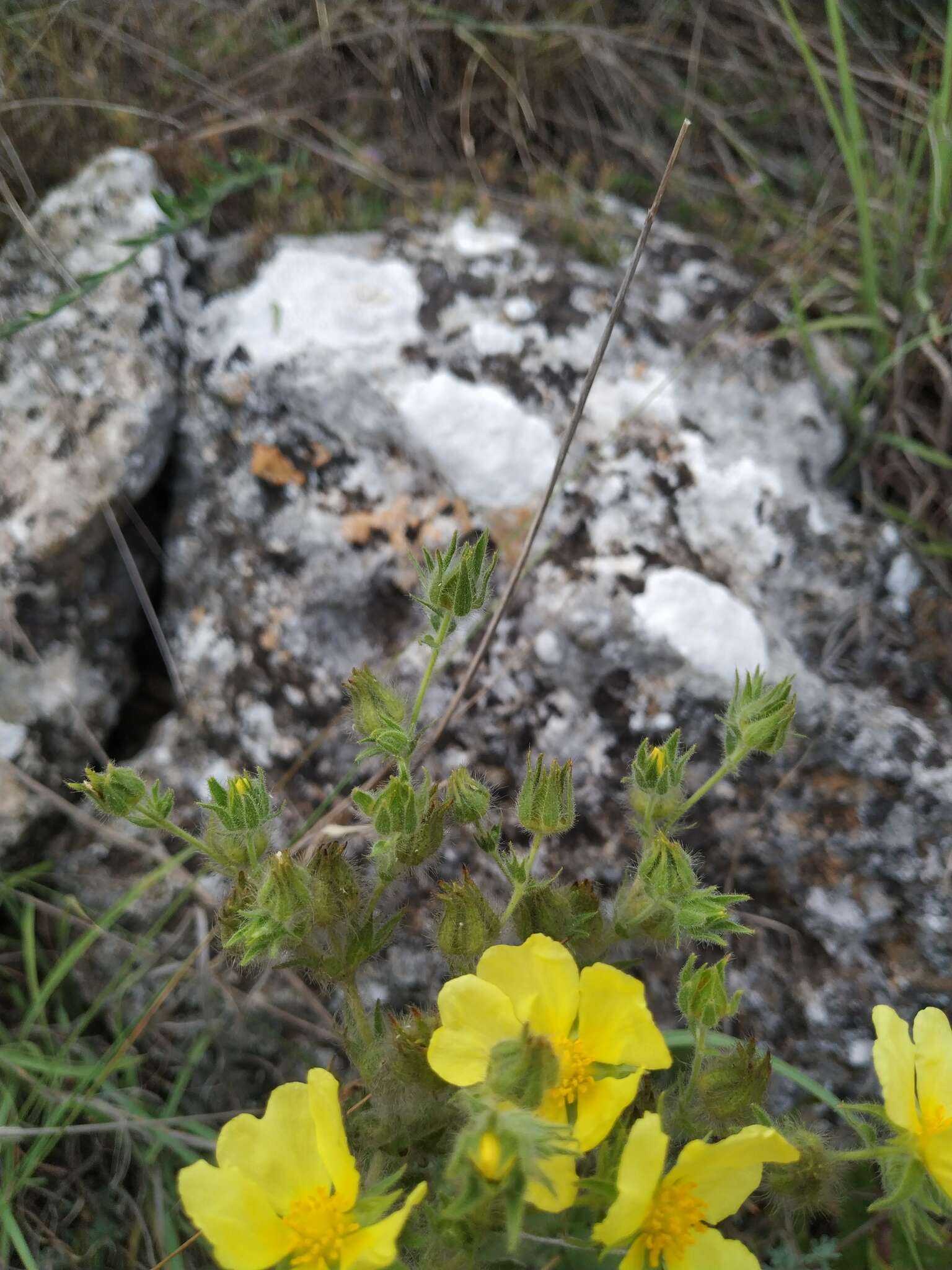 Слика од Potentilla astracanica subsp. callieri (Th. Wolf) J. Soják