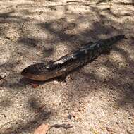 Image of Blotched blue-tongued lizard