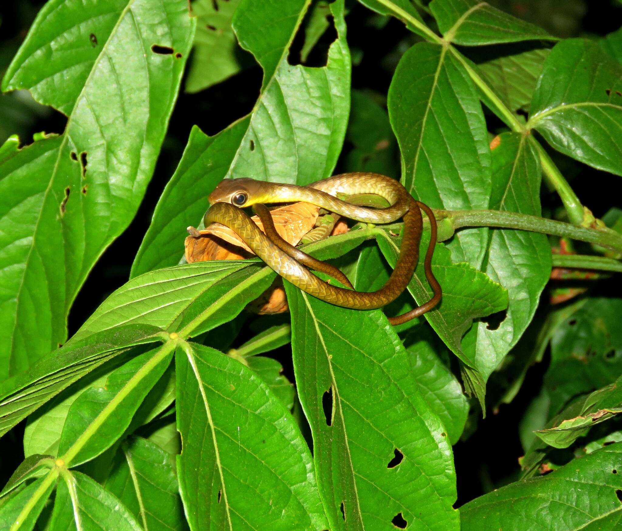 Image of Ecuador Sipo