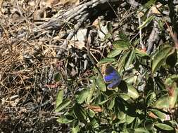 Image of Arizona Hairstreak