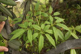 Image of ginseng