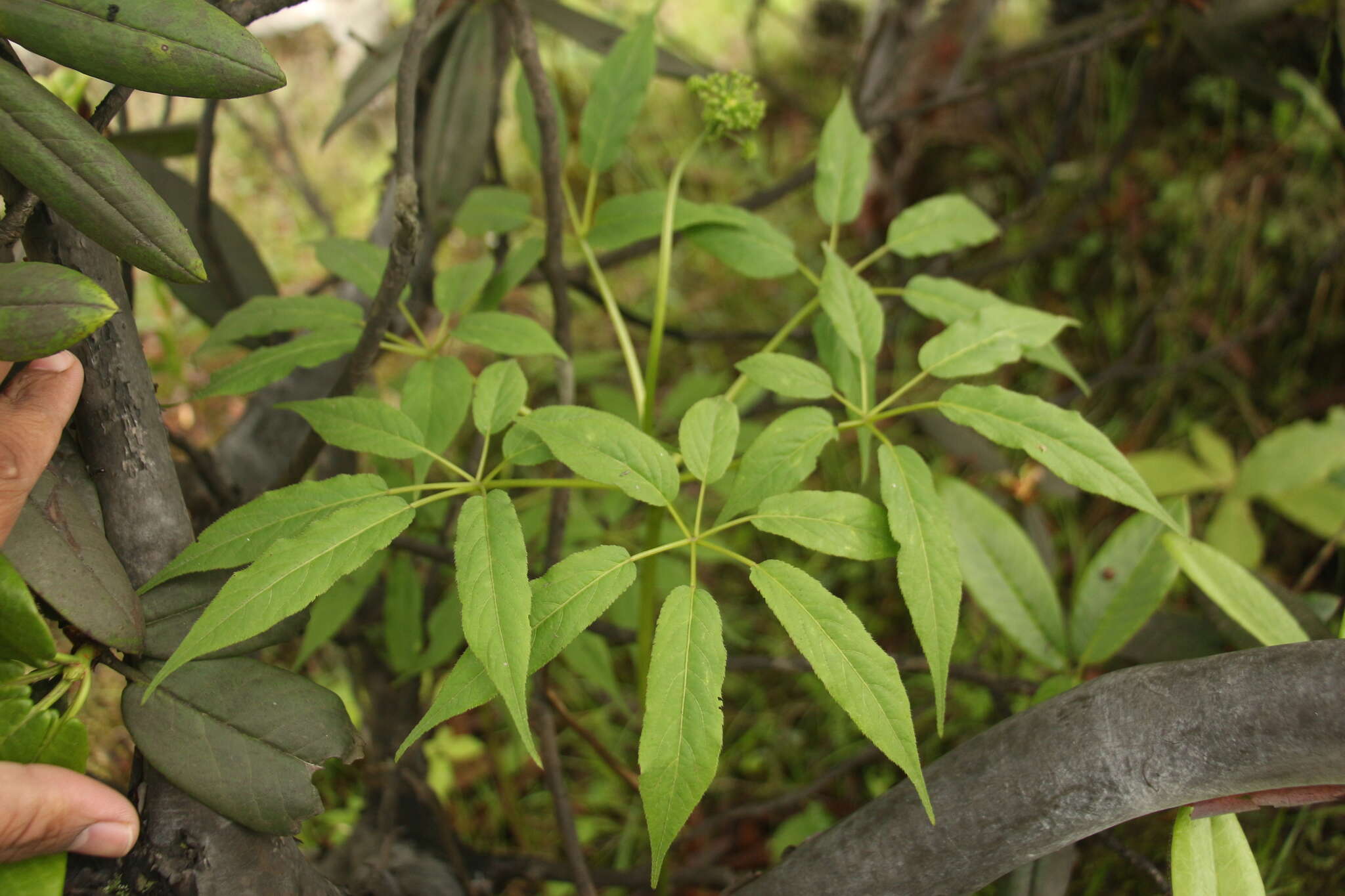 Image de Panax pseudoginseng Wall.