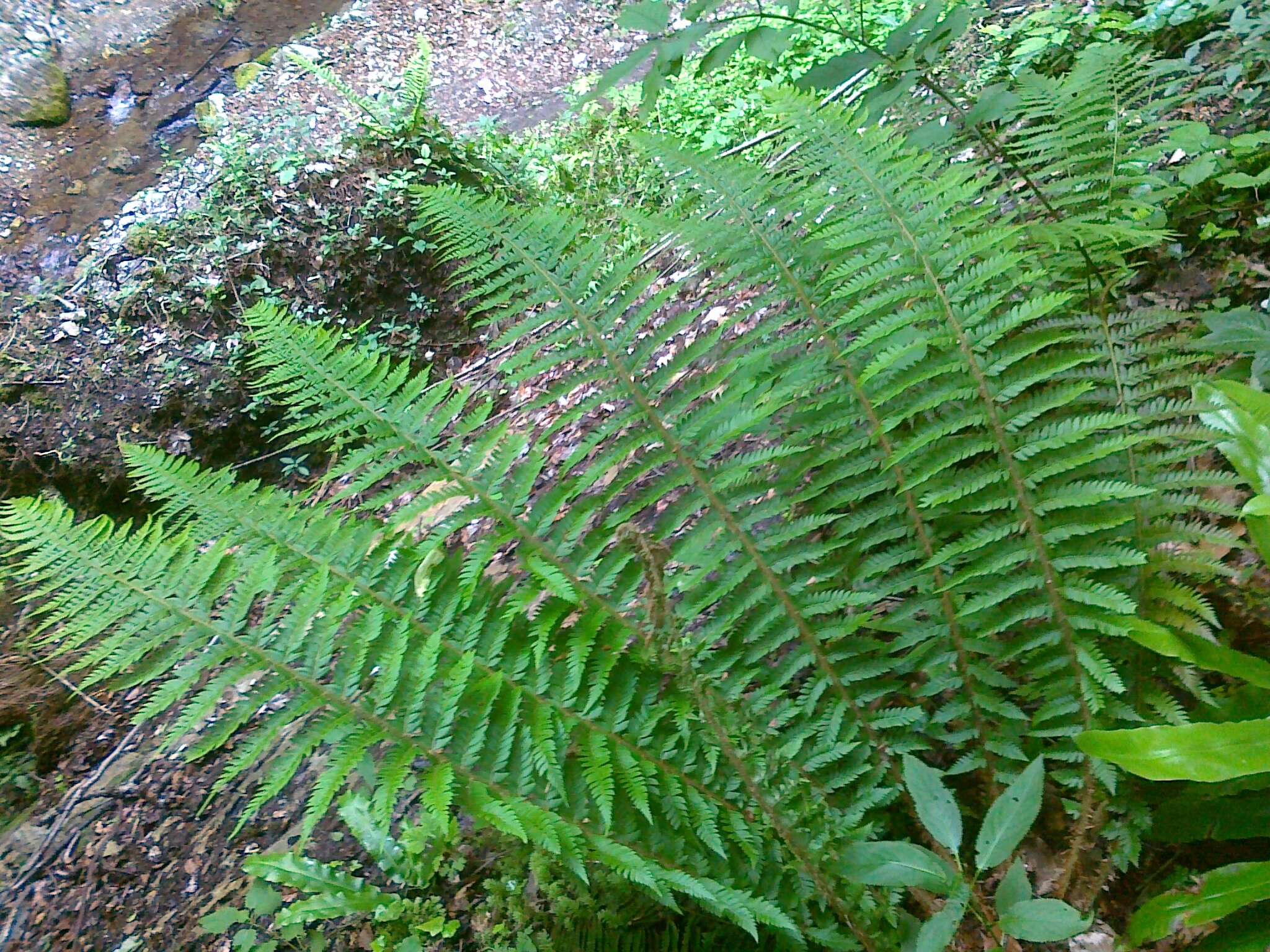 Imagem de Polystichum aculeatum (L.) Roth