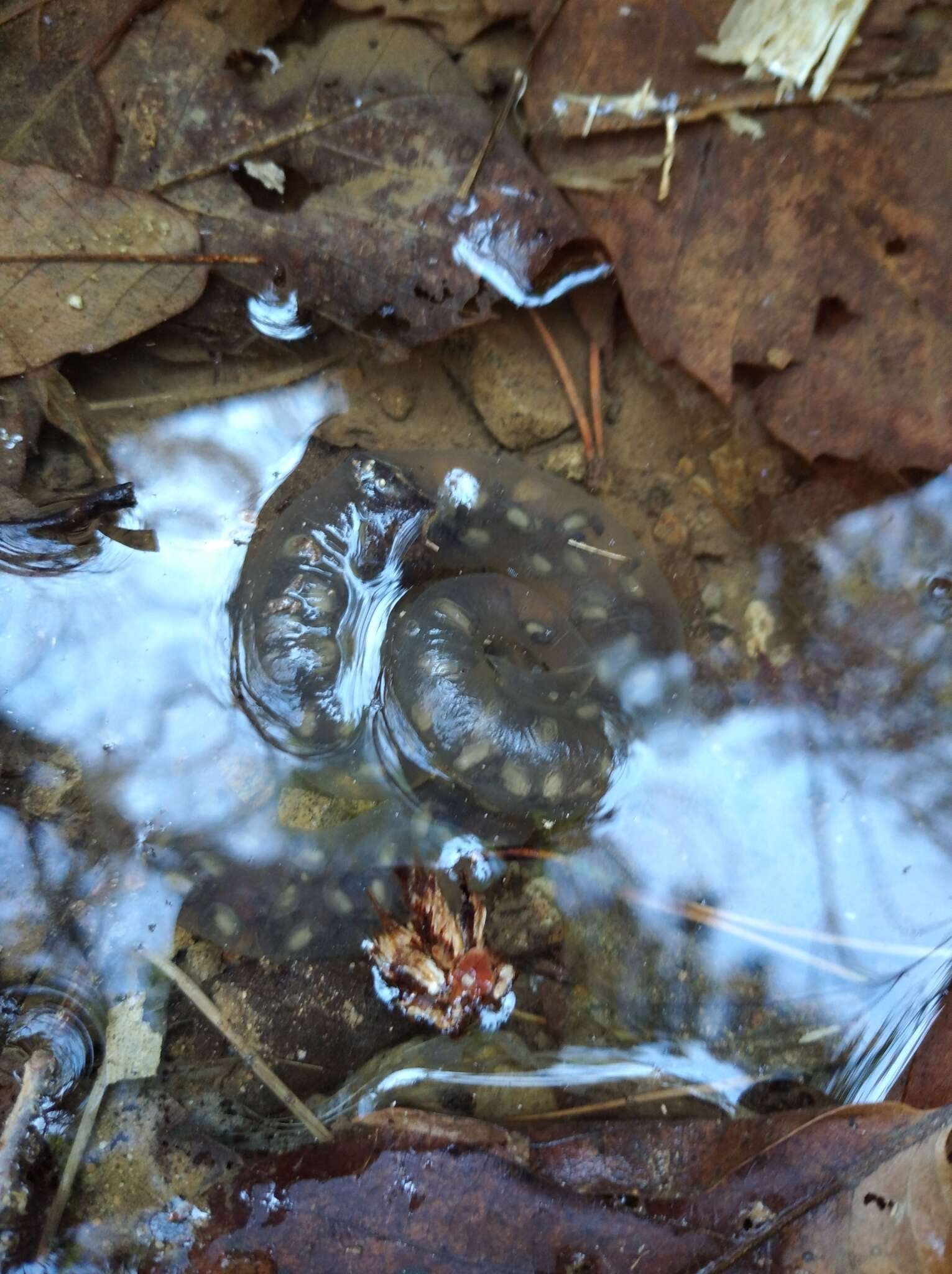 Image of Kori salamander