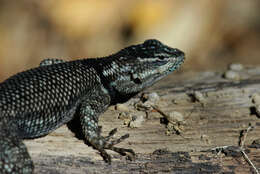 Image of Sceloporus jarrovii jarrovii Cope 1875