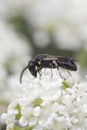 Image of Hylaeus communis Nylander 1852