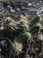 Image de Echinocereus enneacanthus subsp. brevispinus (W. O. Moore) N. P. Taylor