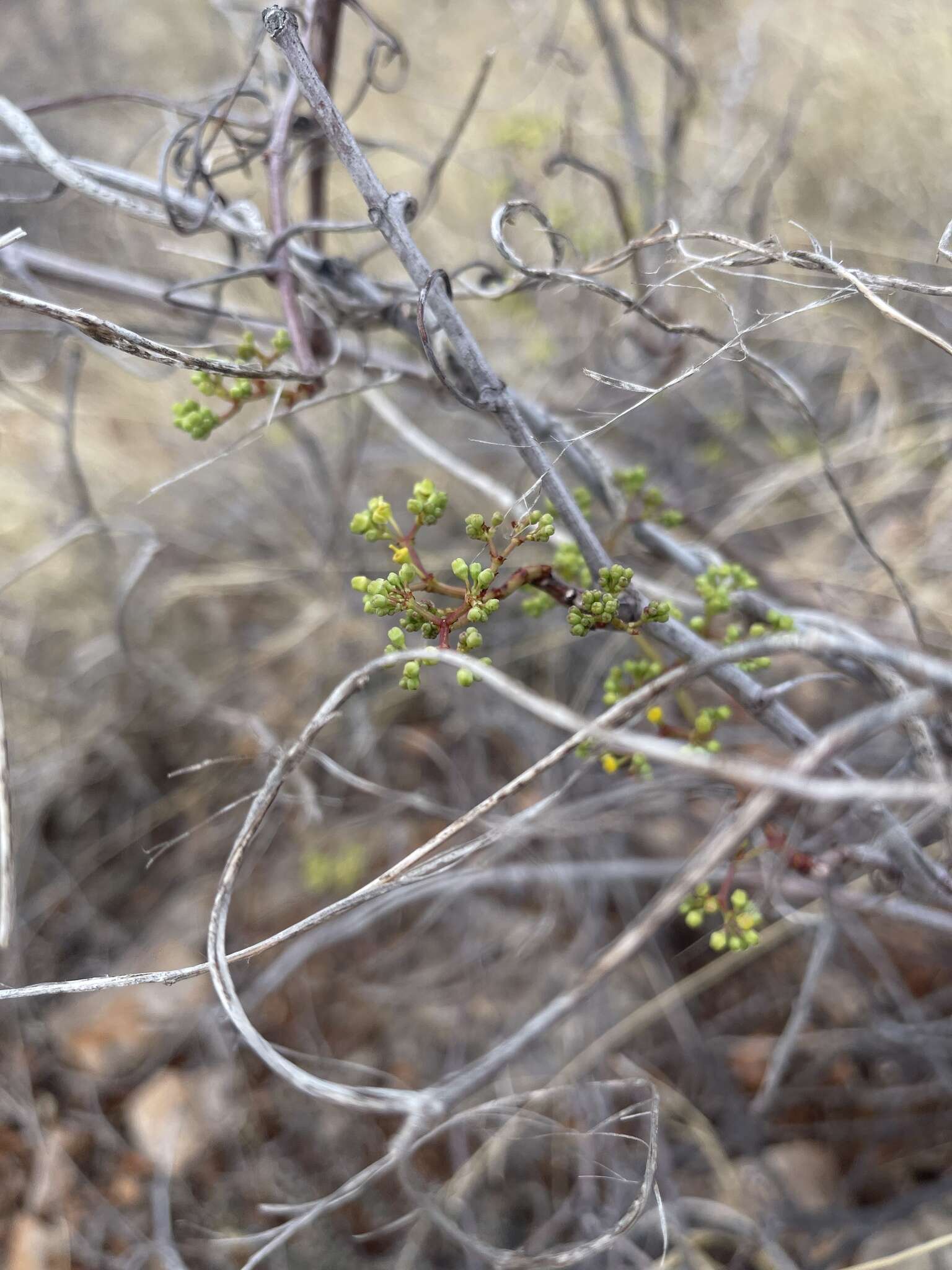 Plancia ëd Cissus cornifolia (Bak.) Planch.