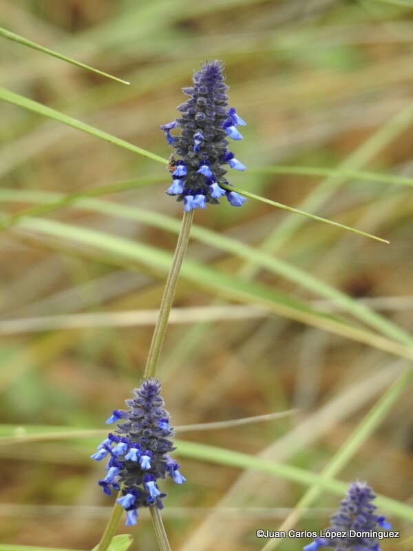 Image de Salvia stachyoides Kunth