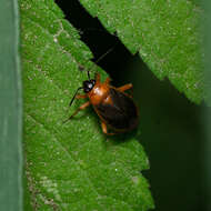 Image of Capsus wagneri Remane 1950