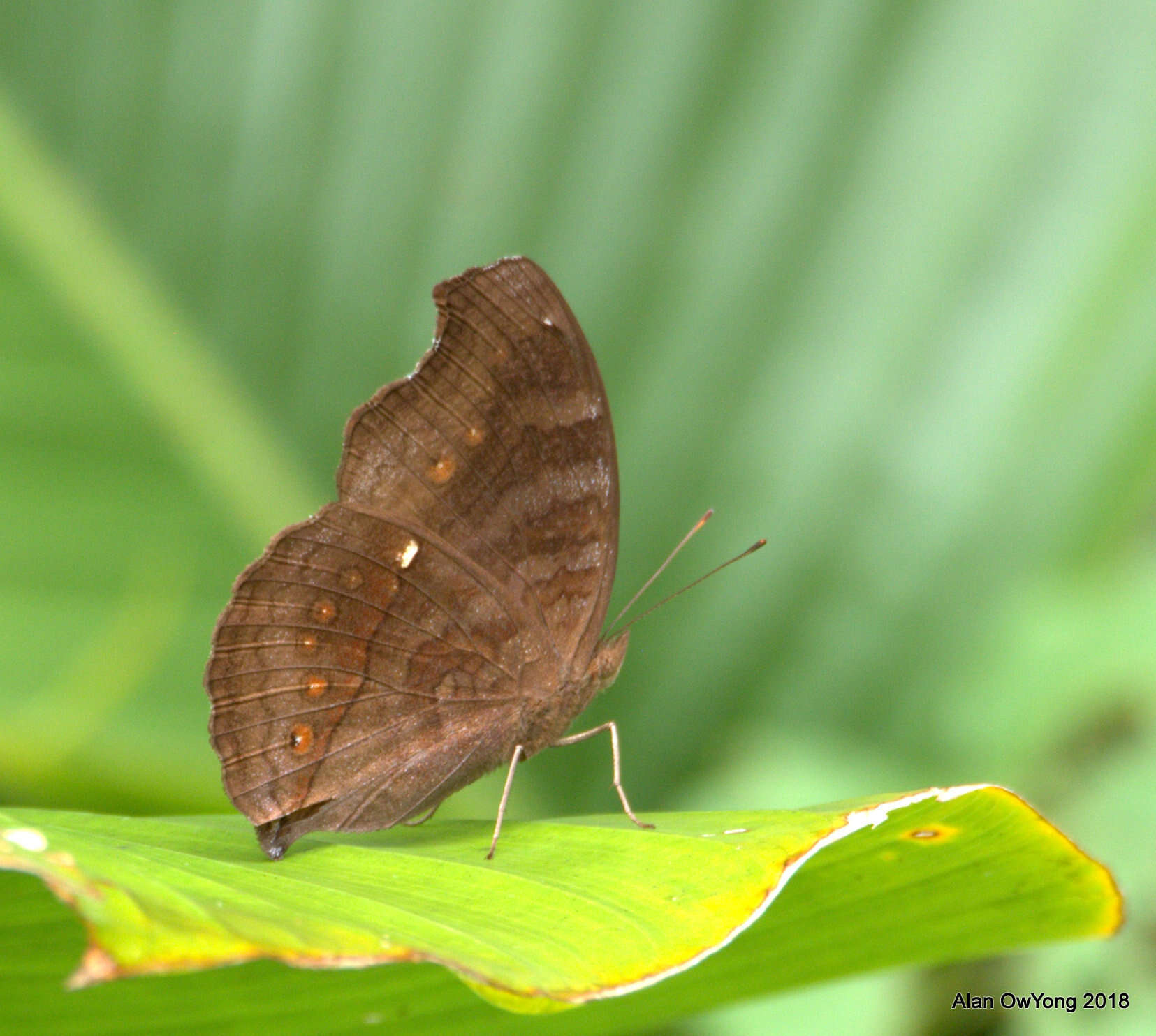 Image of Junonia hedonia Linnaeus 1764