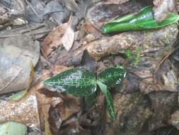 Image of Goodyera pusilla Blume