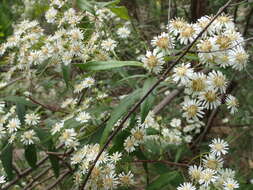 Image of Olearia lyrata (Sims) Hutch.