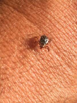 Image of Rocky Mountain Wood Tick