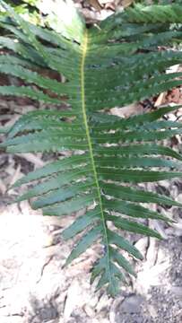 Image of Blechnum brasiliense Desv.