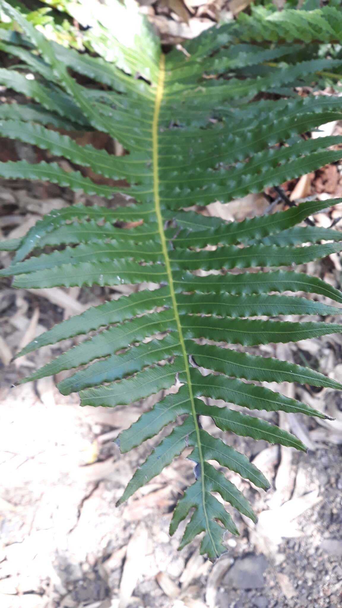 Image of Blechnum brasiliense Desv.