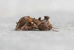 Image de Autographa precationis Guenée 1852