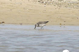 Image of Great Knot