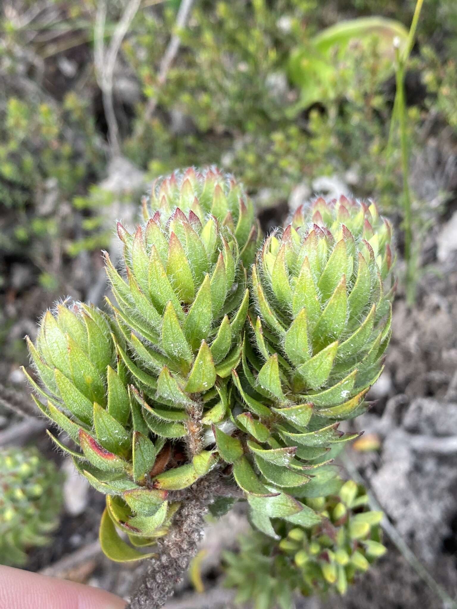 Image of Gnidia ornata (Meissn.) Gilg