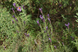 Image of Lavandula pedunculata subsp. sampaiana (Rozeira) Franco