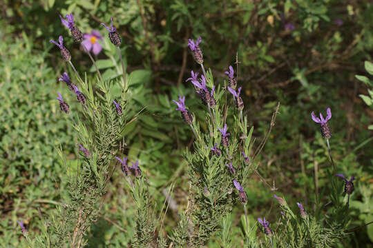 Plancia ëd Lavandula pedunculata subsp. sampaiana (Rozeira) Franco