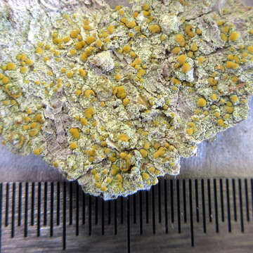 Image of orange lichen