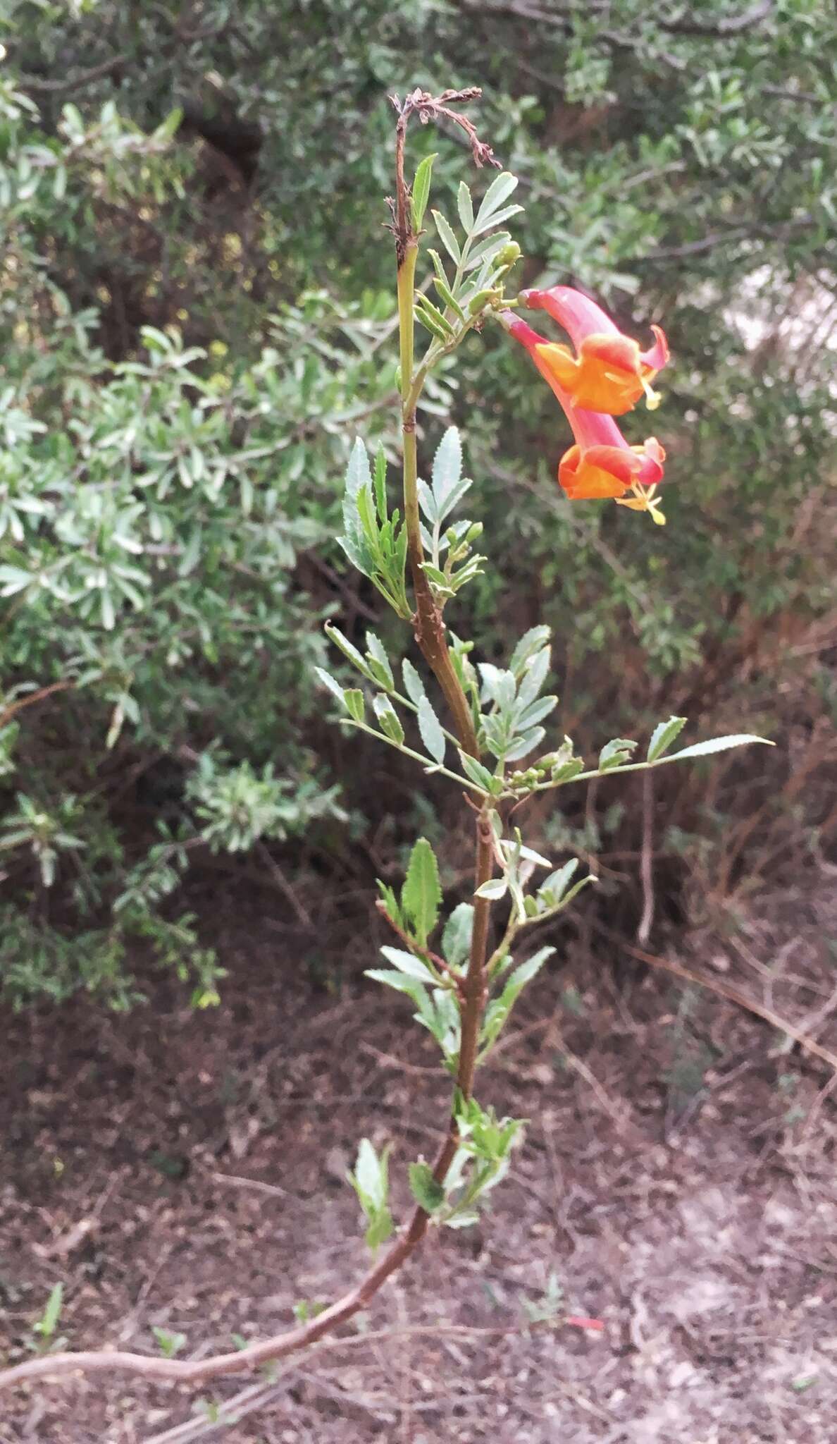 Image of Tecoma fulva subsp. garrocha (Hieron.) J. R. I. Wood