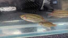 Image of Dwarf rainbowfish