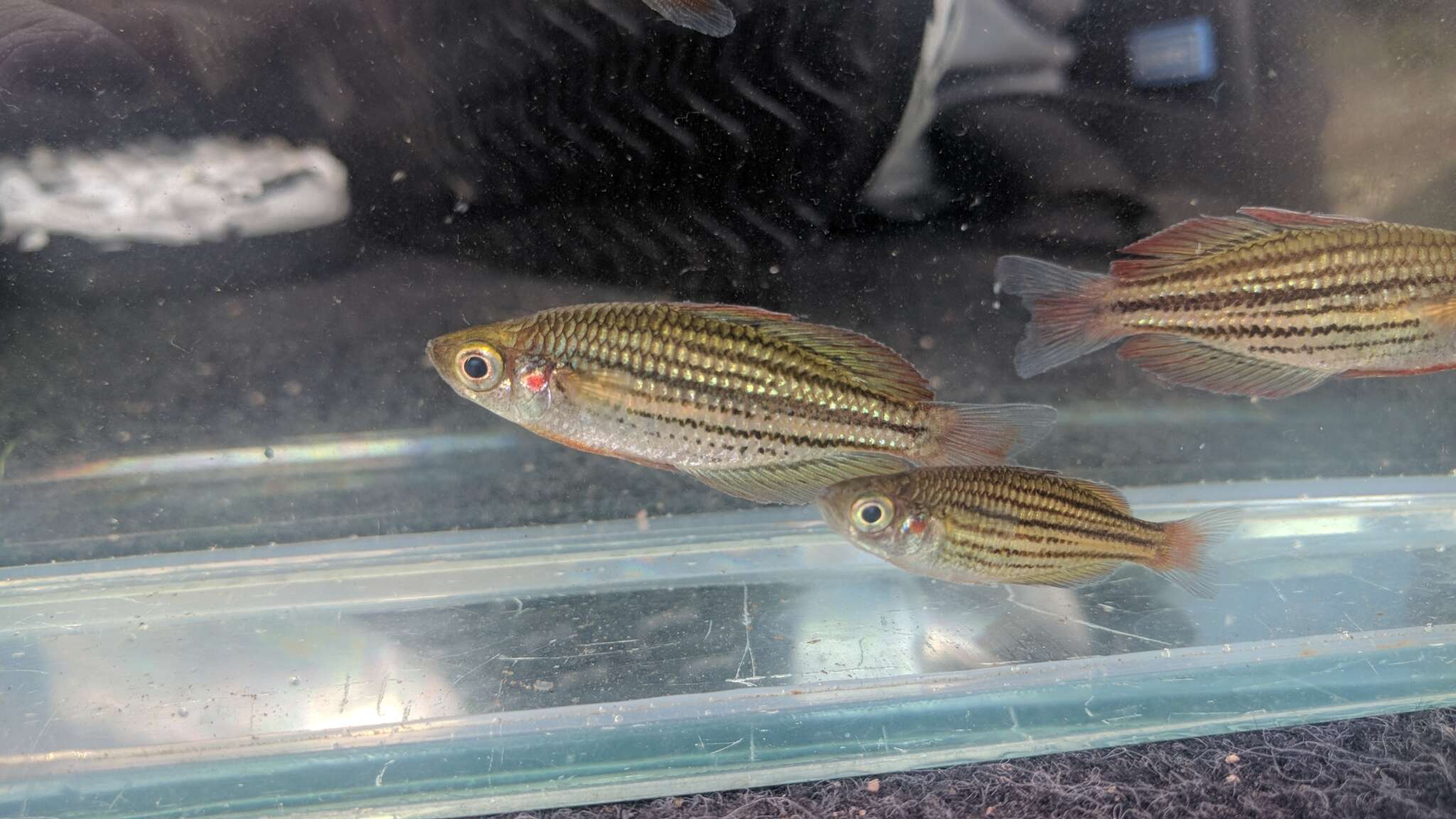 Image of Dwarf rainbowfish