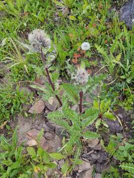 Слика од Cirsium clavatum var. osterhoutii (Rydb.) D. J. Keil