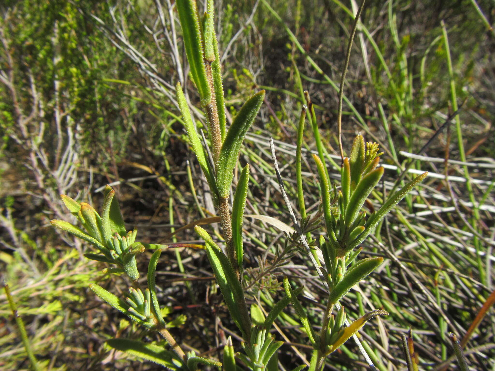 Image of Pteronia scabra Harv.