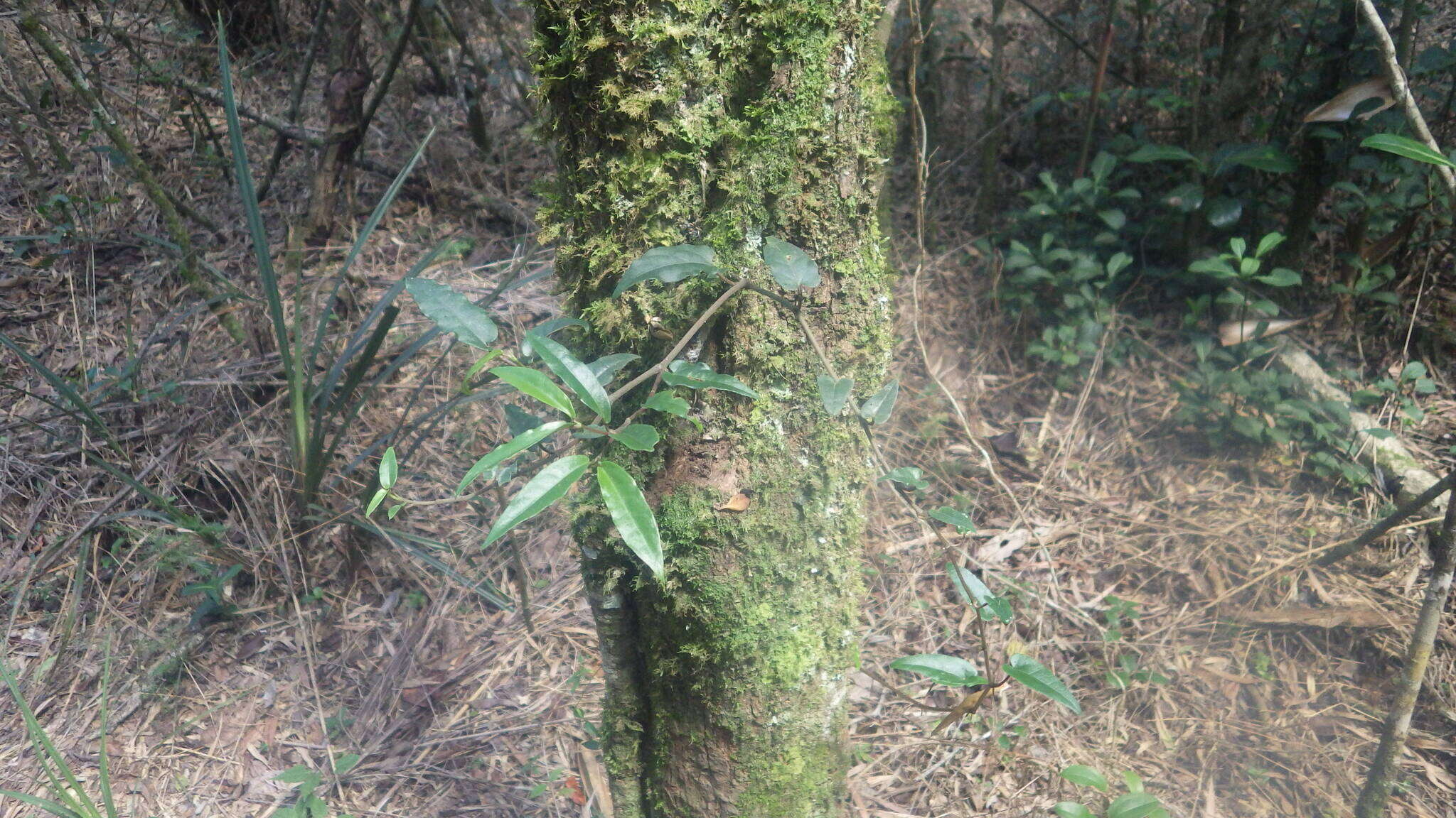 Image of Piper borbonense (Miq.) C. DC.