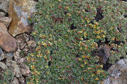 Image of Potentilla tetrandra (Bunge) Bunge ex Hook. fil.