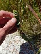 Plancia ëd Psoralea monophylla (L.) C. H. Stirt.