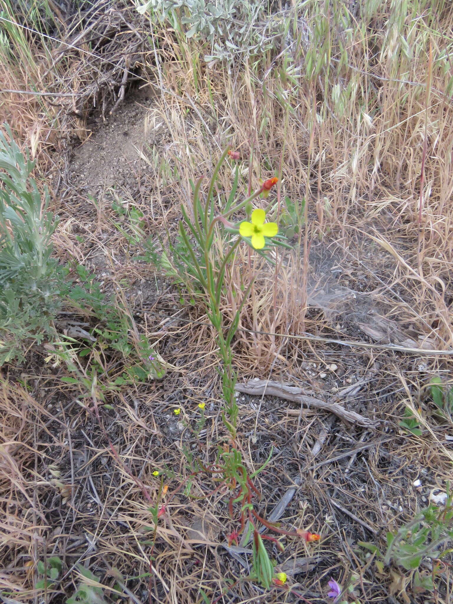 Image of sandysoil suncup