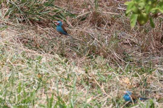 صورة Uraeginthus cyanocephalus (Richmond 1897)