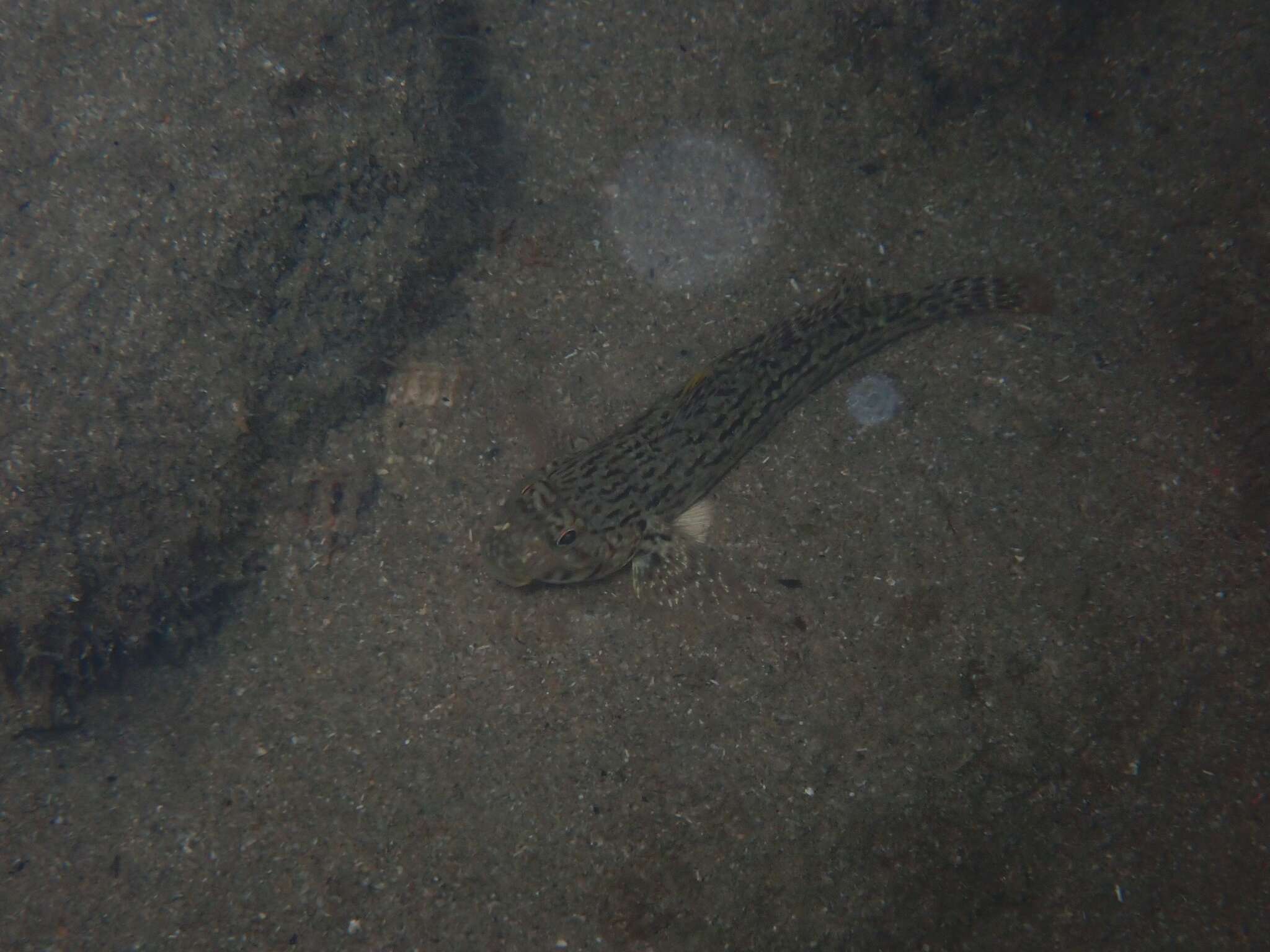 Image de Istigobius ornatus (Rüppell 1830)