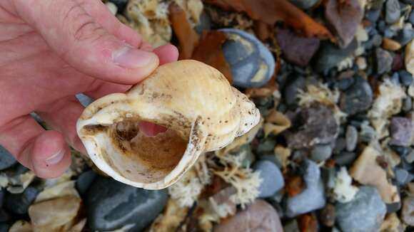 Image of Common whelk