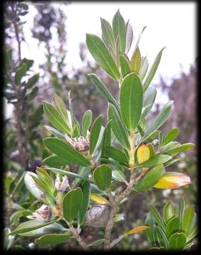 Sivun Leptospermum turbinatum J. Thompson kuva