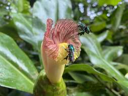 Imagem de Costus glaucus Maas