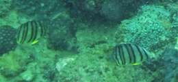 Image of Eight Banded Butterflyfish