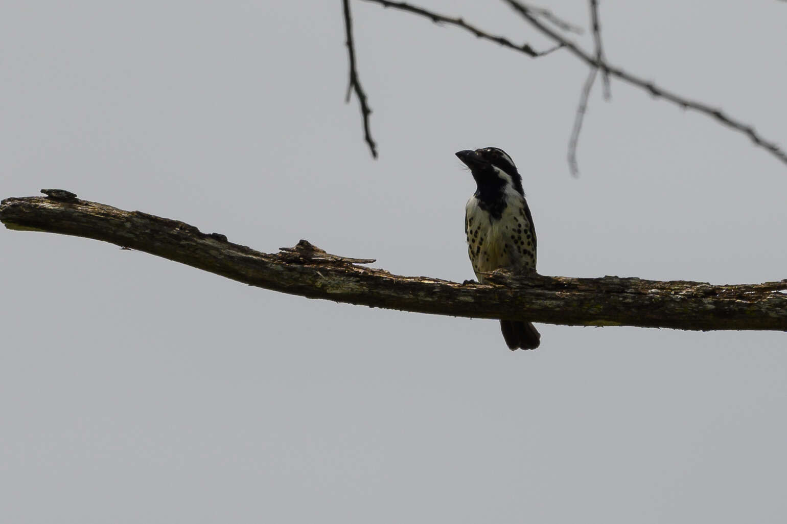 Image of Spot-flanked Barbet