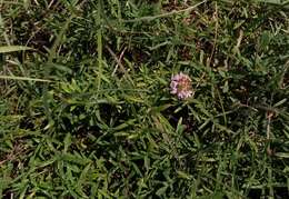 Image of Thymus dimorphus Klokov & Des.-Shost.